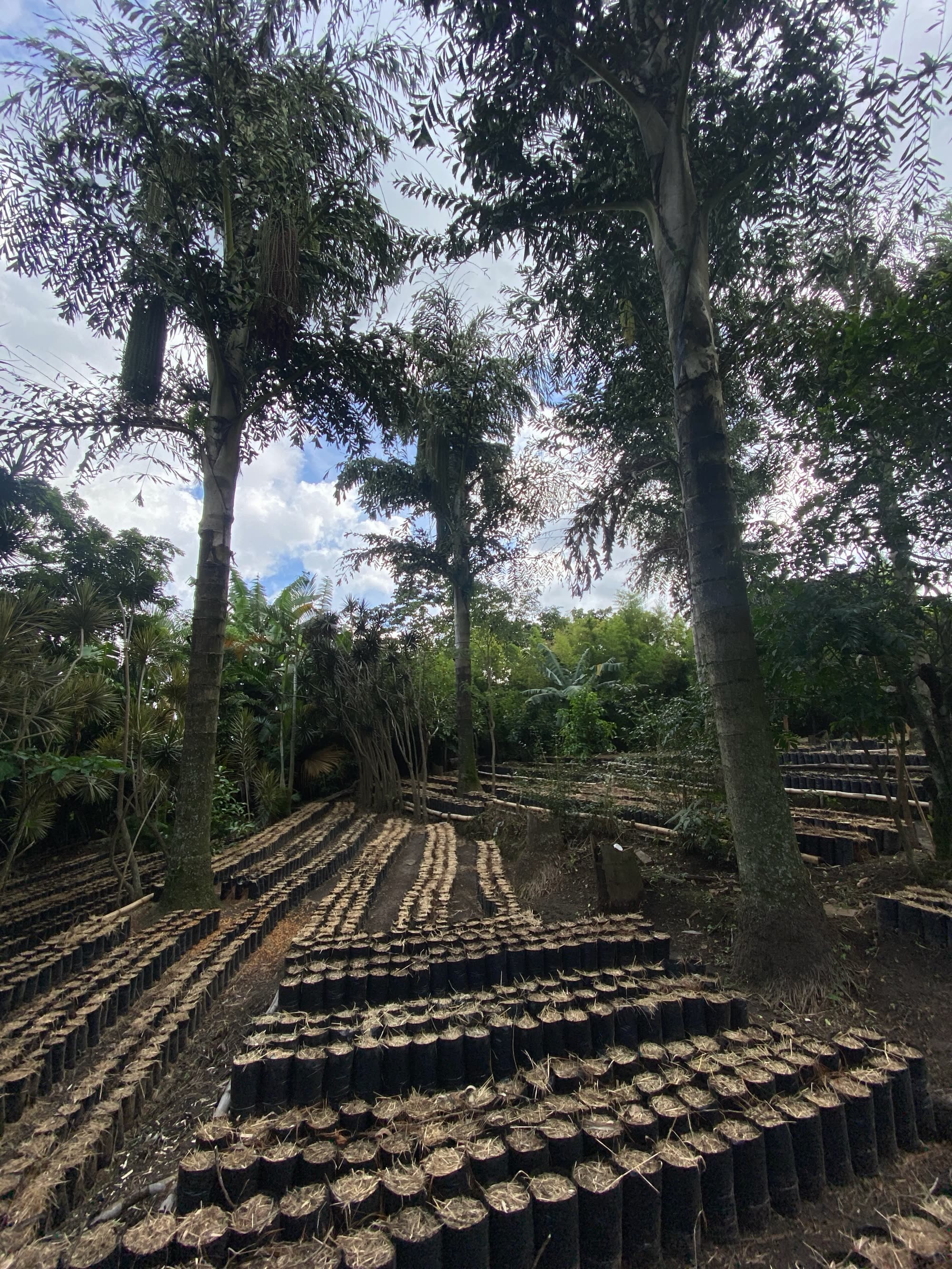 Coffee plant nursery beneath shade trees in El Salvador