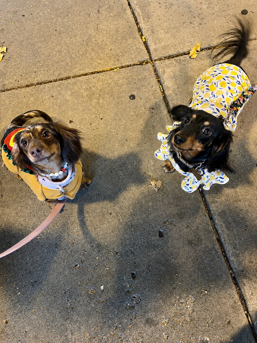 Two dachshunds dressed for the Puppy Party